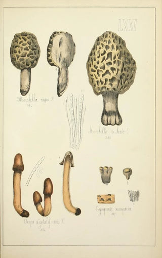 Guillaume Sicard - Histoire naturelle des champignons Pl71.webp