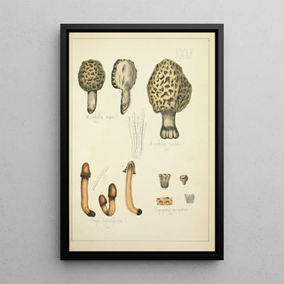 Guillaume Sicard - Histoire naturelle des champignons Pl71.webp