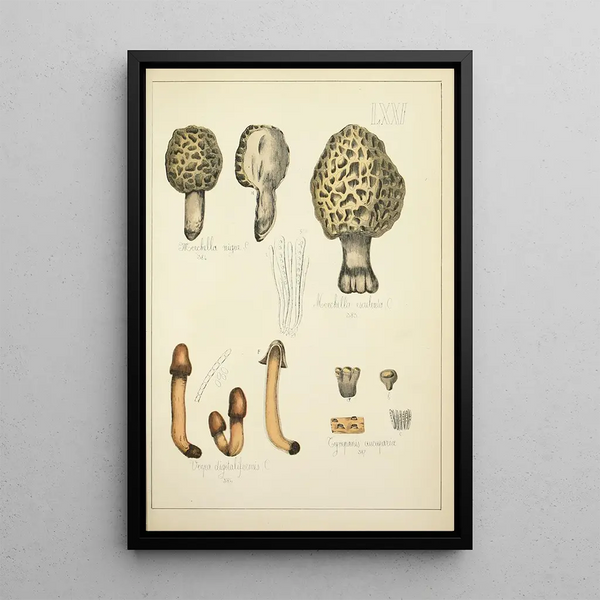 Naturgeschichte der Pilze Pl71 - Guillaume Sicard — gerahmtes Bild an der Wand