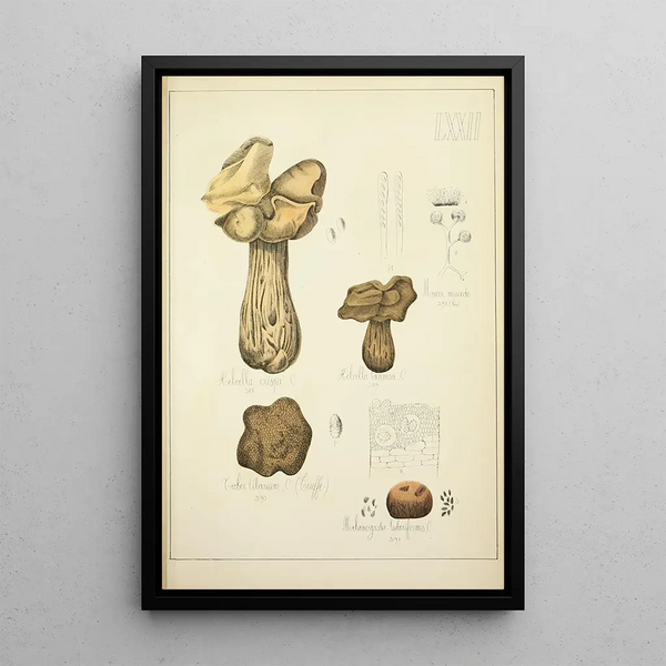 Histoire naturelle des champignons Pl72 - Guillaume Sicard — gerahmtes Bild an der Wand