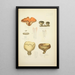 Naturgeschichte der Pilze Pl73 - Guillaume Sicard — gerahmtes Bild an der Wand