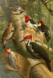 Le monde des oiseaux nord-américains pl01 - Gustav Mützel — Ansicht des Kunstwerks