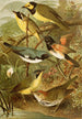 Le monde des oiseaux nord-américains pl15 - Gustav Mützel — Ansicht des Kunstwerks