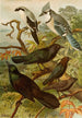Das Welt der nordamerikanischen Vögel pl18 - Gustav Mützel — Ansicht des Kunstwerks