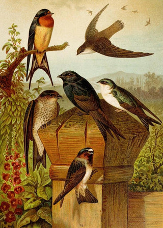 Gustav Mutzel - Die Nordamerikanische Vogelwelt pl19.webp
