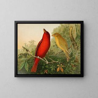 Gustav Mutzel - Die Nordamerikanische Vogelwelt pl20.webp