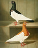C. pica - Gustav Prütz — Ansicht des Kunstwerks