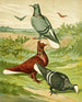 C. albiceps - Gustav Prütz — Ansicht des Kunstwerks