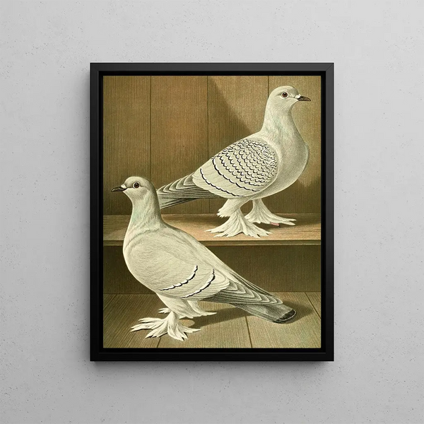 Gustav Prtz - C badia C farinosa.webp