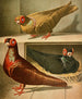 C. barbare - Gustav Prütz — Ansicht des Kunstwerks