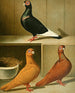 C. barbarica minima - Gustav Prütz — Ansicht des Kunstwerks
