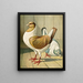 C. brachyura Brm - Gustav Prütz — gerahmtes Bild an der Wand