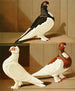 C. brevirostris s. albifrons - Gustav Prütz — Ansicht des Kunstwerks