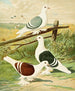 C. clypeata - Gustav Prütz — Ansicht des Kunstwerks