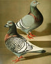 C. dom agr robusta - Gustav Prütz — Ansicht des Kunstwerks