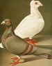 C. gigas C. romana - Gustav Prütz — Ansicht des Kunstwerks