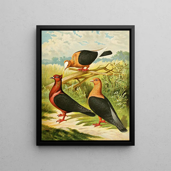 Gustav Prtz - C illyrica.webp