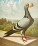 Pfirsiche - Gustav Prütz — Ansicht des Kunstwerks