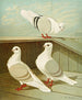 C. turbita - Gustav Prütz — Ansicht des Kunstwerks