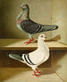 Italienisches Mädchen - Gustav Prütz — Ansicht des Kunstwerks