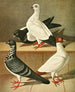 Wiener Tumbler mit langem Schnabel und flacher Vorderseite - Gustav Prütz — Ansicht des Kunstwerks