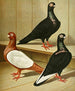 Gustav Prütz - Kurzer Schnabel Winker Gemälde — Ansicht des Kunstwerks