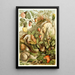 Mollusken der Landtiere - H Morin — gerahmtes Bild an der Wand