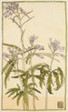 Blumen Rosen mit grünen stacheligen Blättern - Hannah Borger Overbeck — Ansicht des Kunstwerks