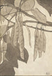 Bourgeon rouge sur fond gris - Hannah Borger Overbeck — Ansicht des Kunstwerks