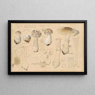 Hans Walty - Amanita ampla Pers 1801 excelsa Fries.webp