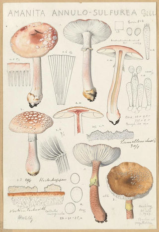 Hans Walty - Amanita annulosulfurea.webp