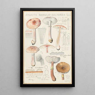 Hans Walty - Amanita annulosulfurea.webp