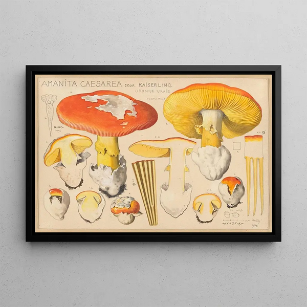 Hans Walty - Amanita caesarea Scop.webp
