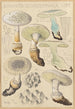 Amanite echinocephala - Hans Baldung — Ansicht des Kunstwerks