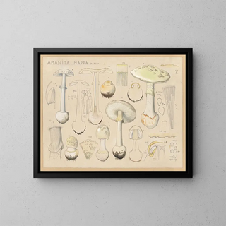 Amanite mappa - Hans Baldung — gerahmtes Bild an der Wand