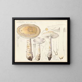 Hans Walty - Amanita nitida Fr.webp