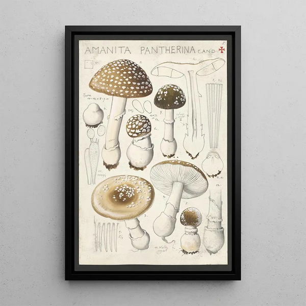 Hans Walty - Amanita pantherina Cand.webp