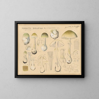 Hans Walty - Amanita phalloides Fr virescens Vaill.webp