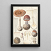 Amanit Porphyr Fr A - Hans Baldung — gerahmtes Bild an der Wand