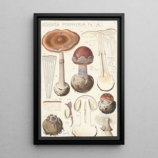 Hans Walty - Amanita porphyria Fr A.webp