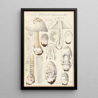 Hans Walty - Amanita spadicea Secr ver Alba.webp