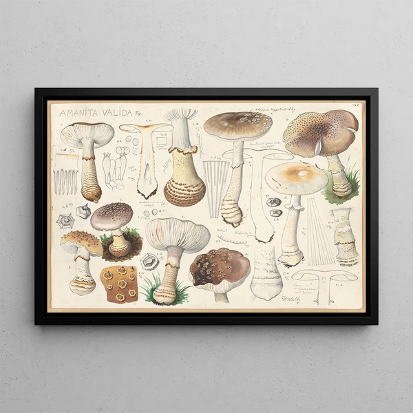 Hans Walty - Amanita valida Fr.webp