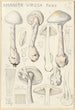 Amanite vireuse - Hans Baldung — Ansicht des Kunstwerks
