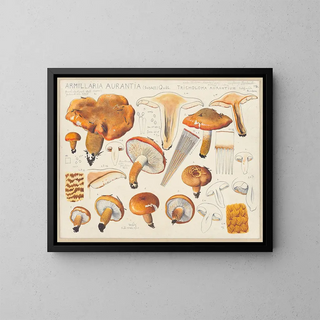 Armillaria aurantia Schff et Tricholoma aurantium Schff selon Ricken - Hans Baldung — gerahmtes Bild an der Wand