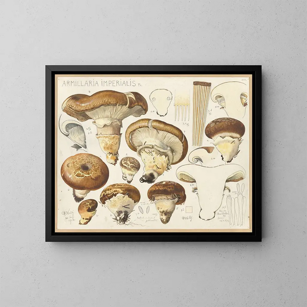 Armillaria impérialis - Hans Baldung — gerahmtes Bild an der Wand