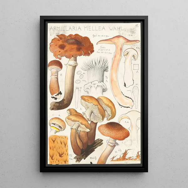 Armillaire Farbe von Honig Wahl - Hans Baldung — gerahmtes Bild an der Wand