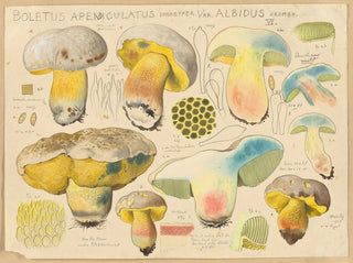 Hans Walty - Boletus apendiculatus Schaeffer var albidus Krombh.webp