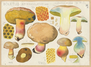 Boletus appendiculatus Schff suspectus Krombh - Hans Baldung — Ansicht des Kunstwerks