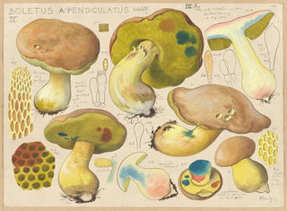 Boletus appendiculatus - Hans Baldung — Ansicht des Kunstwerks