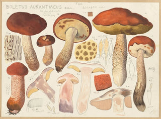 Bolet orange - Hans Baldung — Ansicht des Kunstwerks